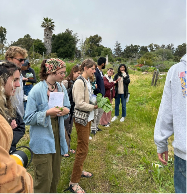 Students on the edible weeds walk