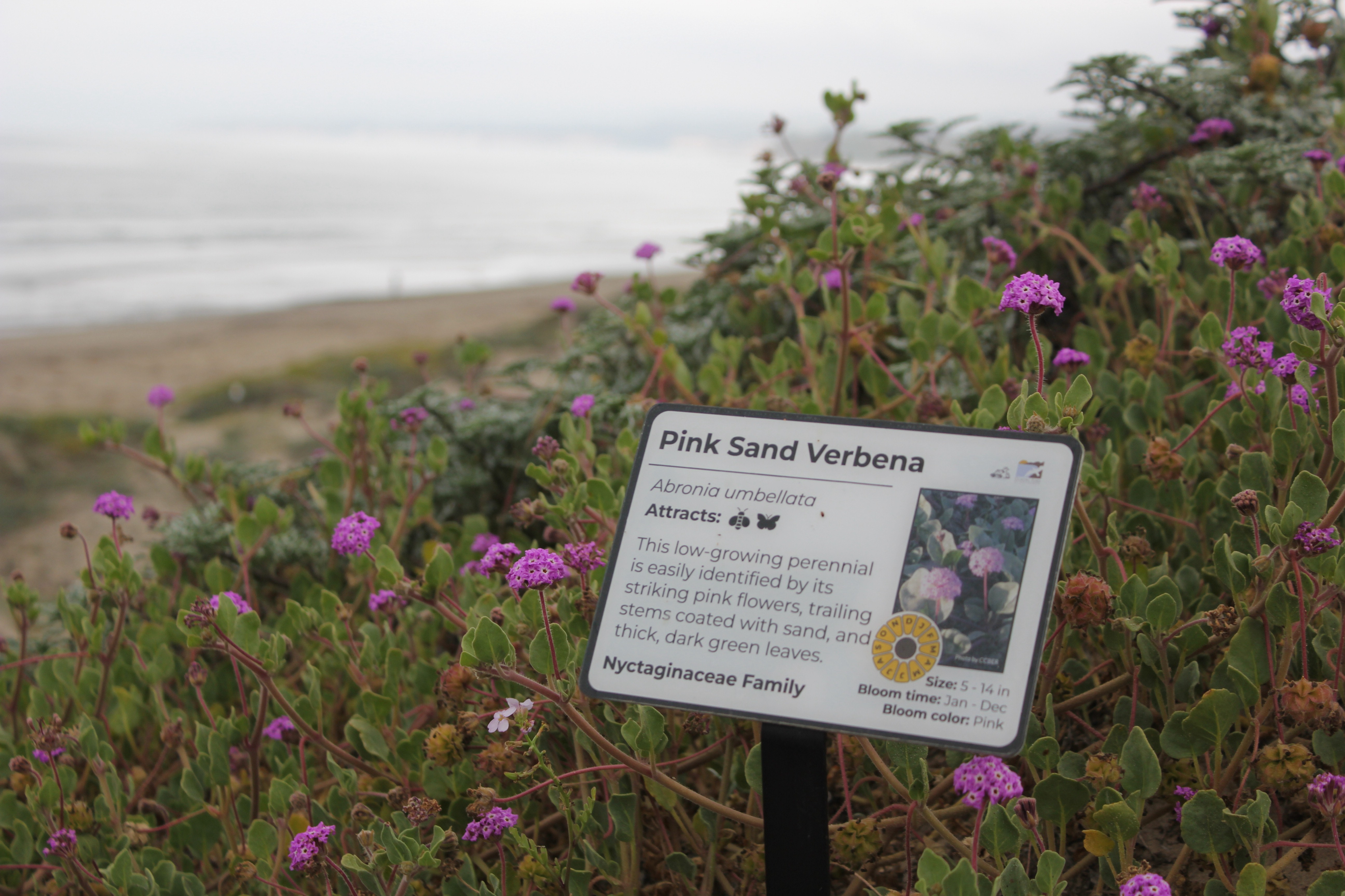 Example of Plant Sign at COPR