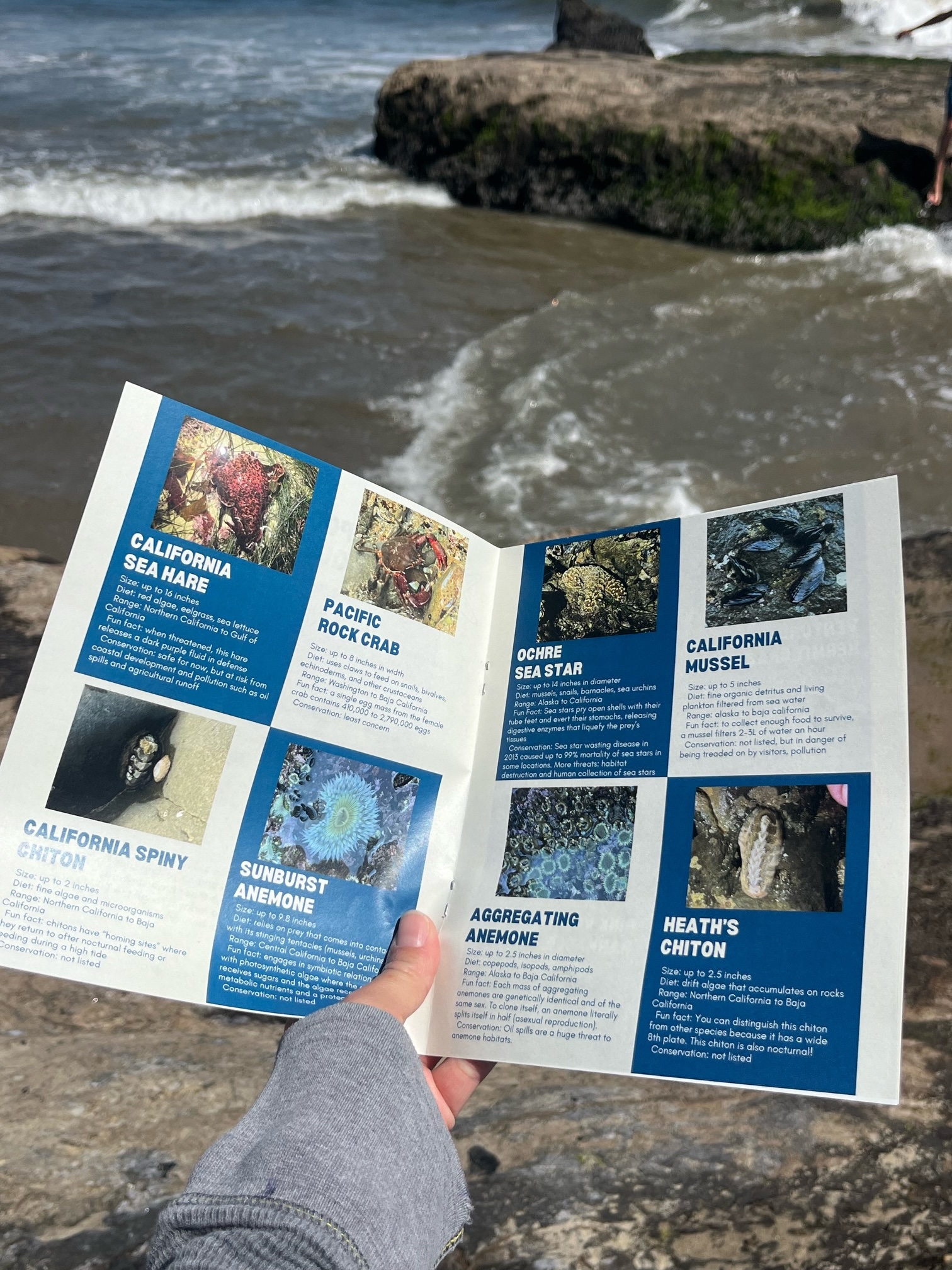 Cassie's Tidepool Guide